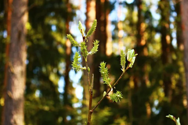 Jonge Verse Bladeren Groeien Elke Lente Bomen Struiken — Stockfoto