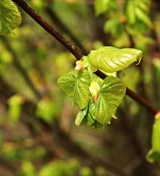 Świeże Liście Rosną Każdej Wiosny Drzewach Krzewach — Zdjęcie stockowe