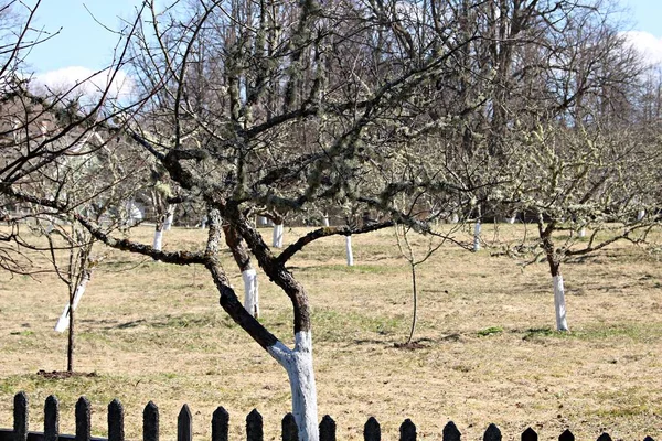 Wczesne Wiosenne Dni Niektóre Drzewa Obficie Pokryte Szarym Mchem — Zdjęcie stockowe