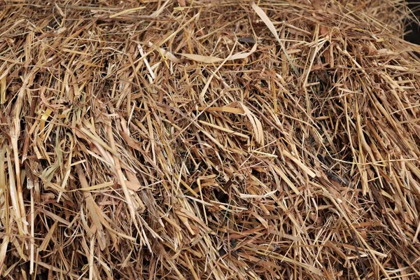 Abstract Background Yellow Dried Straw Taken Derven Haystack — Fotografia de Stock