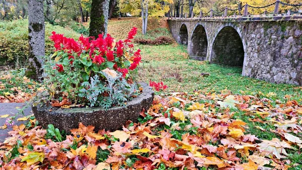 Des Fleurs Rouges Sont Plantées Base Vieux Tronc Arbre Parmi — Photo