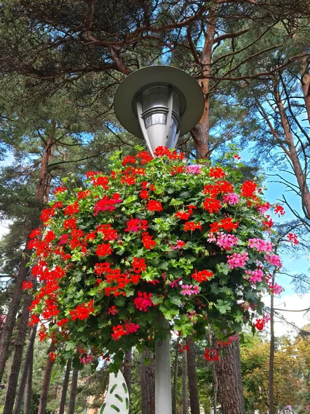 Gran Ramo Flores Rojas Poste Luz Sendero Del Parque Ciudad — Foto de Stock