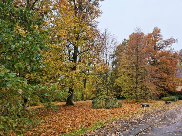Скамейка из толстых досок среди деревьев с желтыми листьями на ветвях и на земле ранней осенью — стоковое фото