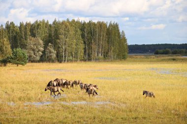 Yaz otlağındaki atlar güneşli bir yaz gününde.
