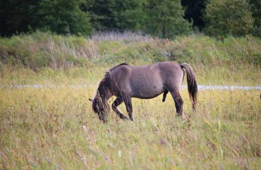 Yaz otlağındaki atlar güneşli bir yaz gününde.