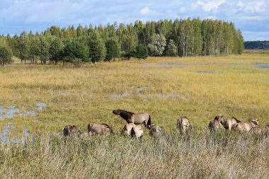 Yaz otlağındaki atlar güneşli bir yaz gününde.