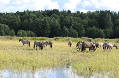 Yaz otlağındaki atlar güneşli bir yaz gününde.
