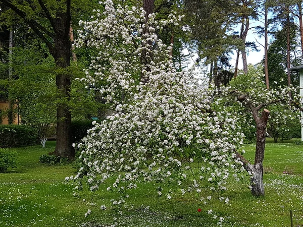 Υποκαταστήματα Δέντρων Πολλά Ανθισμένα Λευκά Λουλούδια Τις Ζεστές Ανοιξιάτικες Μέρες — Φωτογραφία Αρχείου