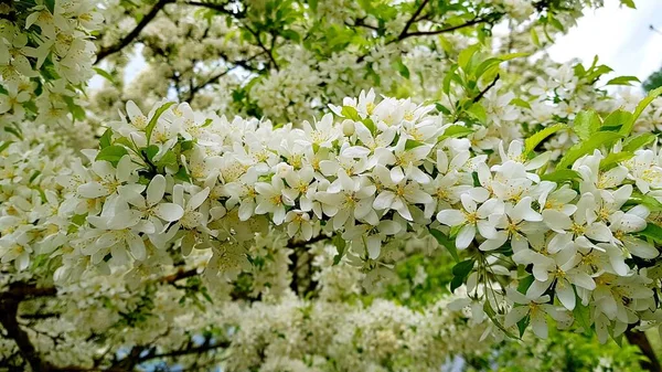 Ramas Árboles Con Muchas Flores Blancas Florecientes Cálidos Días Primavera — Foto de Stock