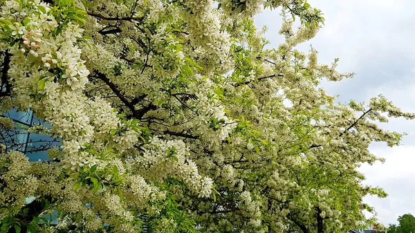 春暖花开的日子里 枝头长满了盛开的白花 — 图库照片