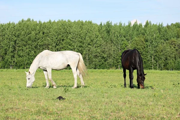 Koně Letní Pastvině Slunečného Letního Dne — Stock fotografie