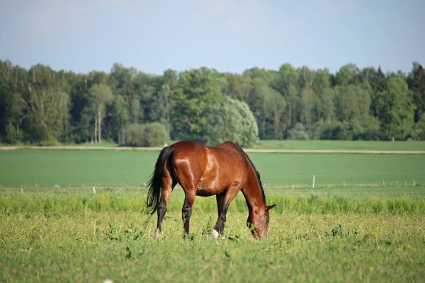 Caballos Pasto Verano Día Soleado Verano —  Fotos de Stock