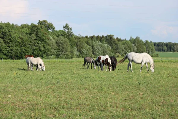 Chevaux Sur Pâturage Été Par Une Journée Ensoleillée Été — Photo