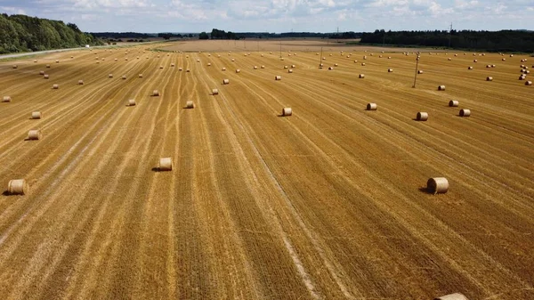Large Rolls Hay Scattered Wide Open Fields Dry — Fotografia de Stock