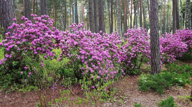 Güzel mor çiçekli Rhododendron çalıları ormandaki çam ağaçları arasında yetişir..