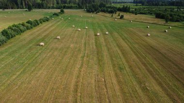Büyük saman ruloları, hayvan yemi için kış mevsimi kurusun diye tarlalara saçıldı..