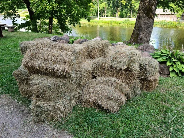 寒い冬の季節のために動物のために乾燥干し草の正方形のベールが用意されています — ストック写真