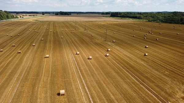 Large Rolls Hay Scattered Fields Dry Winter Season Animal Feed — Fotografia de Stock