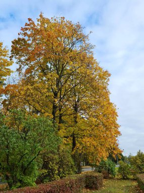 En güzel doğa sonbaharda ağaçlarda ve yerde sarı yapraklarla olur..