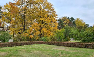 En güzel doğa sonbaharda ağaçlarda ve yerde sarı yapraklarla olur..