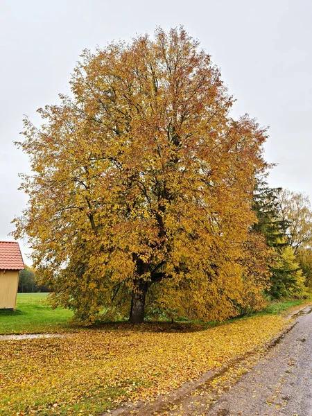 Самая Красивая Природа Происходит Осенью Желтыми Листьями Деревьях Земле — стоковое фото