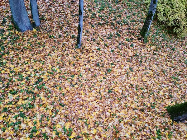 Most Beautiful Nature Happens Autumn Yellow Leaves Trees Ground — Stock Fotó
