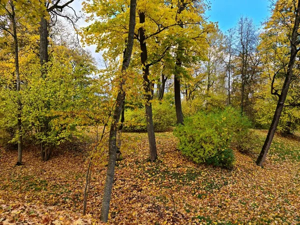 Самая Красивая Природа Происходит Осенью Желтыми Листьями Деревьях Земле — стоковое фото