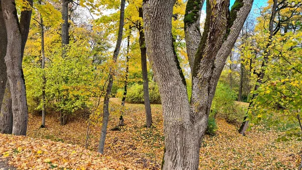 Найкрасивіша Природа Трапляється Восени Жовтим Листям Деревах Землі — стокове фото