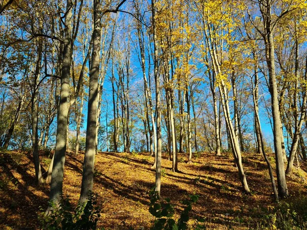 Самая Красивая Природа Происходит Осенью Желтыми Листьями Деревьях Земле — стоковое фото