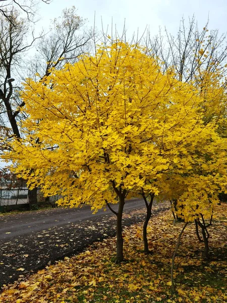 Most Beautiful Nature Happens Autumn Yellow Leaves Trees Ground — Stock Photo, Image