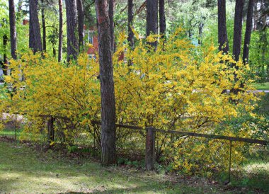 Forsythia bushes in city parks and streets bloomed with beautiful yellow flowers in spring.
