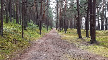 Wide hiking trail among tall pine trees in the first days of spring.