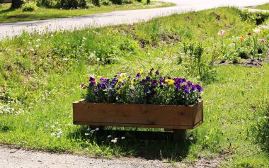 Beautiful wildflowers are planted by the road in front of the house in the village.