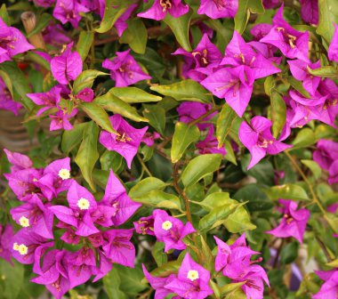 Beautiful wildflowers are planted by the road in front of the house in the village.