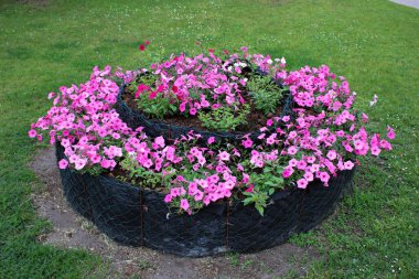Beautiful wildflowers are planted by the road in front of the house in the village.