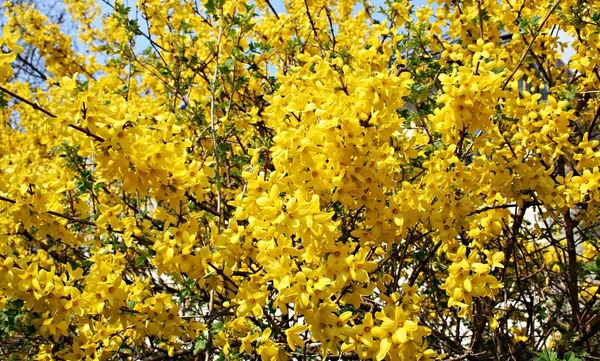 Forsythia Bushes City Parks Streets Bloomed Beautiful Yellow Flowers Spring — стоковое фото