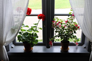 Two pots with red flowers are displayed on the windowsill in the hut.
