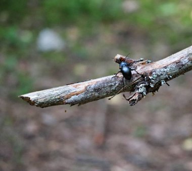 Large black forest beetle crawls on a dry stick on a summer day.