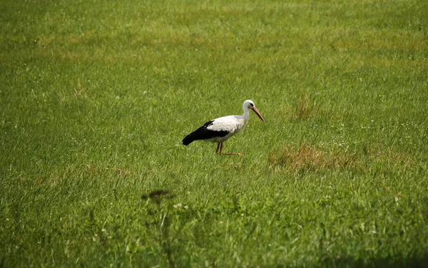 Adult Stork Search Food Wide Open Spaces Meadows — Fotografia de Stock
