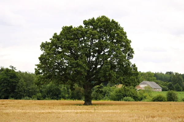 Large Branched Oak Tree Ripe Rye Field Latvia Summer 2019 — стокове фото