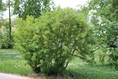 Large acacia bush begins to bloom in the spring with many yellow flowers.