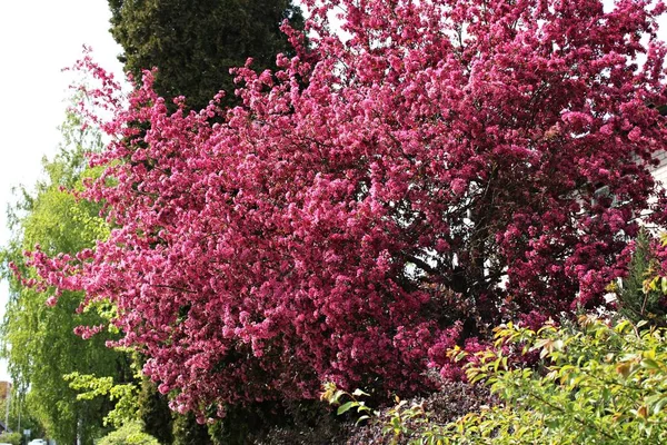 Parcelle Jardin Maison Avec Nombreux Types Buissons Fleurs Printemps — Photo