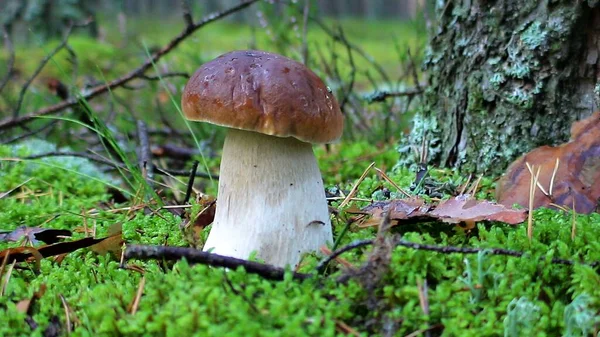 Schöner Weißer Pilz Ist Moos Des Herbstwaldes Gewachsen — Stockfoto