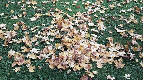 Lindas Folhas Amareladas Caem Árvores Jardins Parques Florestas Final Outono — Fotografia de Stock