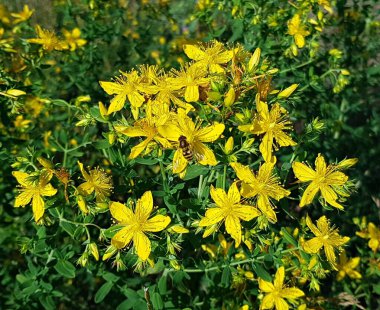 Bahar otlaklarında ve kırsal yolların kenarında çimenler parlak sarı çiçeklerle açar..