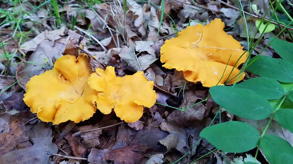 Leuchtend Gelbe Cantharellus Cibarius Pilze Wachsen Herbst Den Lettischen Wäldern — Stockfoto