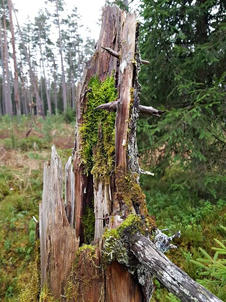 Ormanda Yosunlarla Kaplı Çürümüş Bir Ağaç Gövdesi — Stok fotoğraf