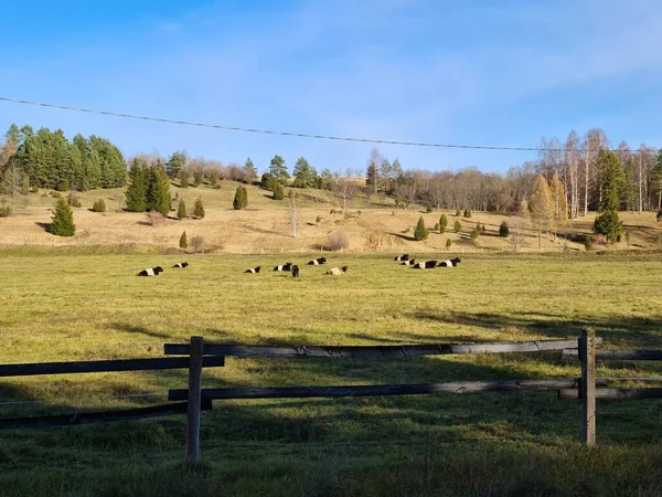 Small Herd Cows Resting Meadow Sunny Spring Day — Stock Photo, Image