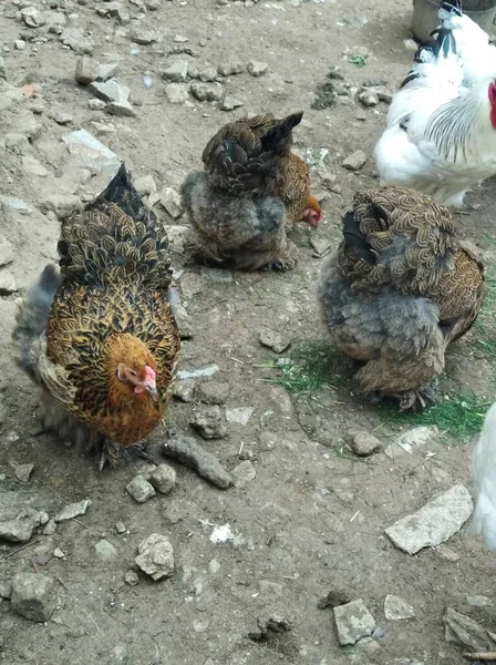 Galinhas Várias Cores Vagueiam Pela Fazenda Busca Comida Aldeia — Fotografia de Stock