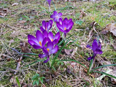 Güzel küçük Crocus çiçekleri ilk ılık bahar günlerinde ortaya çıkar..